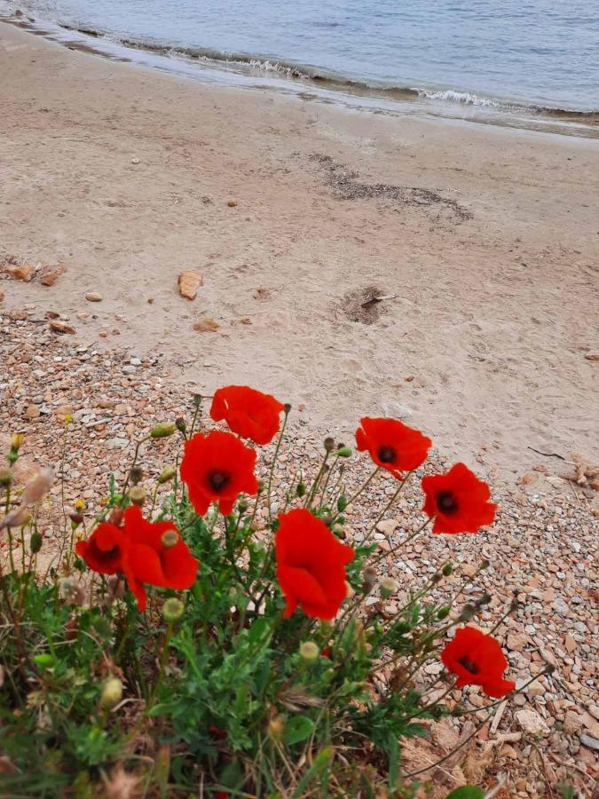 New Sea Escape Boutique Apt-Agii Aposto Li Beach Hanya Dış mekan fotoğraf